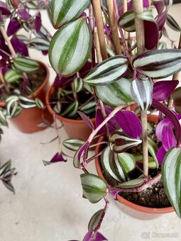 Predám izbové rastliny Tradescantia zebrina - 2