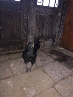 Ayam Cemani - 2