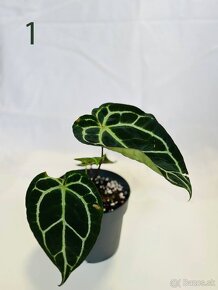 Anthurium clarinervium - 2