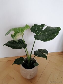 Monstera thai constalation - 2