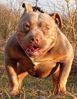 American bully pocket - 2