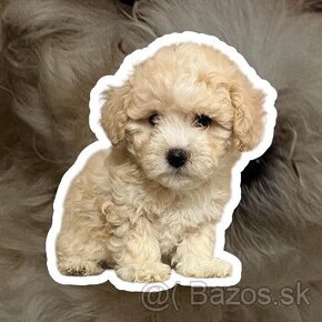 Maltipoo, maltipo - 2