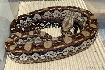 Boa Constrictor - Velhad Kralovsky - 2