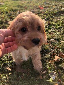 Cavapoo , kavapoo - 2