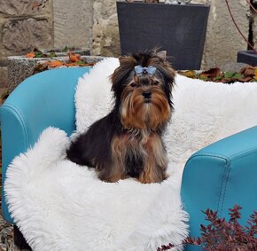 Yorkshire terrier - 2