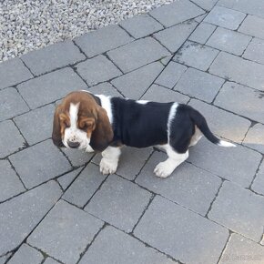 Basset - 2