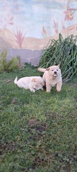 Cau cau, chow chow darujem - 2