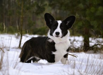 Welsh Corgi Cardigan Krásna FCI dievčina - 2