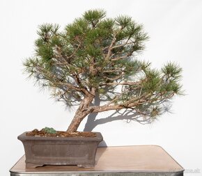 bonsai, bonsaj borovica - 2