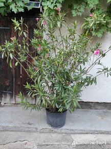 Oleander - 2