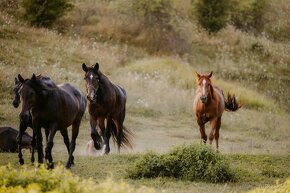 Appaloosa kobylka - 2