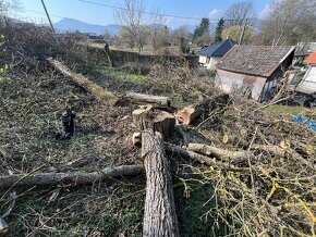 Výrub opilovanie a úpravy stromov - 2