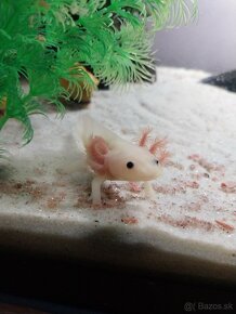 Axolotl mexicky - 2