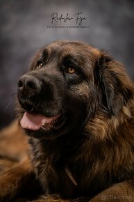 Leonberger bez PP ponuka krytia - 2