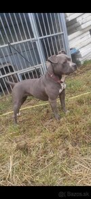 American bully standart - 2