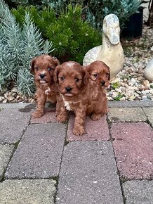 Cavapoo,Pudel,cavalier - 2