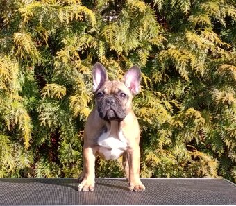 Francúzsky buldoček s PP/French bulldog - 2