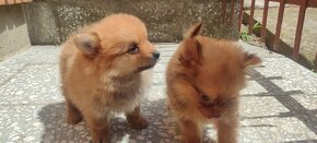 Špic oranžový pomeranian šteňatá k odberu ihneď. - 2