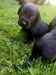 Štěně Labrador Retriever - 2