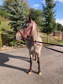 3 ročná pony kobylka - 2