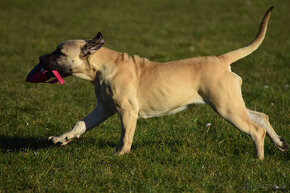 boerboel Ballotada - 2 krásné feny -6měsíců - 2