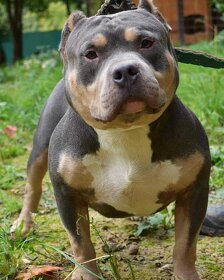 American bully - 2