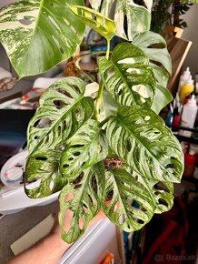 Monstera adansonii mint - 2