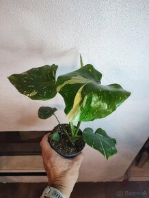 Monstera Thai Constellation - Thajka - 2