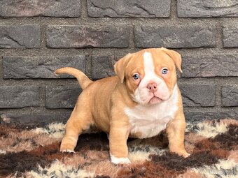 American bully pocket s PP - 2