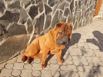 Shar-pei - 2