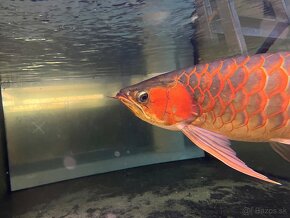 Arowana super red 60cm+ - 2