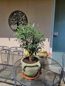 Olivovnik bonsai  olea europaea - 2