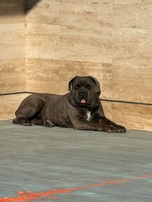 Cane Corso - 2