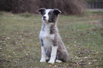 Border kólia,border collie,borderka bez PP - 2