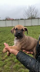 Cane Corso s PP - 2