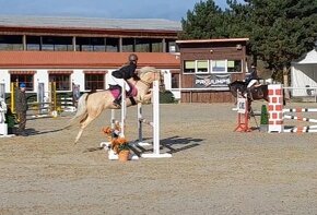 Top Welsh pony B kobyla na predaj - 2