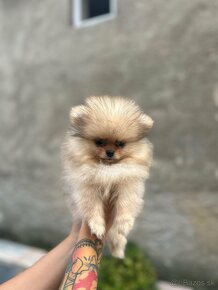 Pomeranian - 2