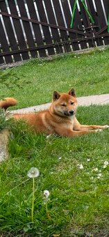 SHIBA INU - 2