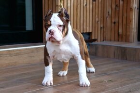 American Bully - 2