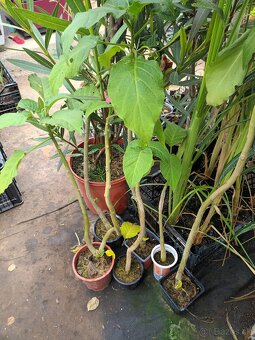 Anjelske truby - Brugmansia - 2