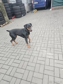 Doberman - 2