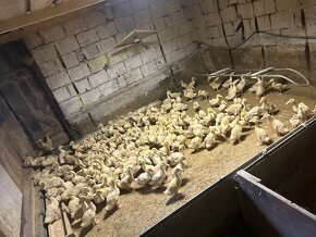 Brojlérové kurčatá-kačičky a 17 týždňové mládky - 2