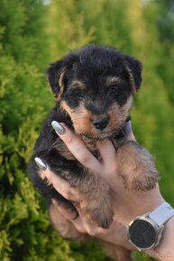 Welsh terrier s PP - 2