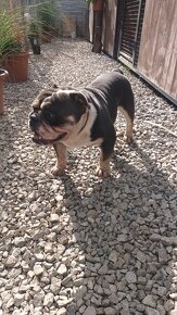 Anglický bulldog - 2