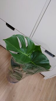 Monstera deliciosa, nová 60 cm - 2