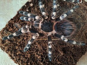 A. GENICULATA....vtáčkar , tarantula - 2