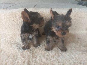 yorkshire  terrier mini - 2