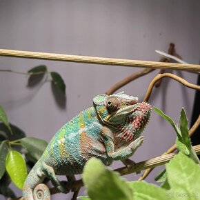 Chameleon pardalis - 2