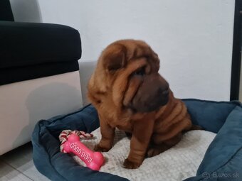 ⭐️SHAR-PEI šteniatko - 2