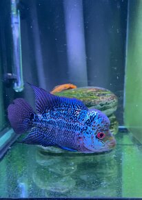 Flowerhorn Č.3 - 2